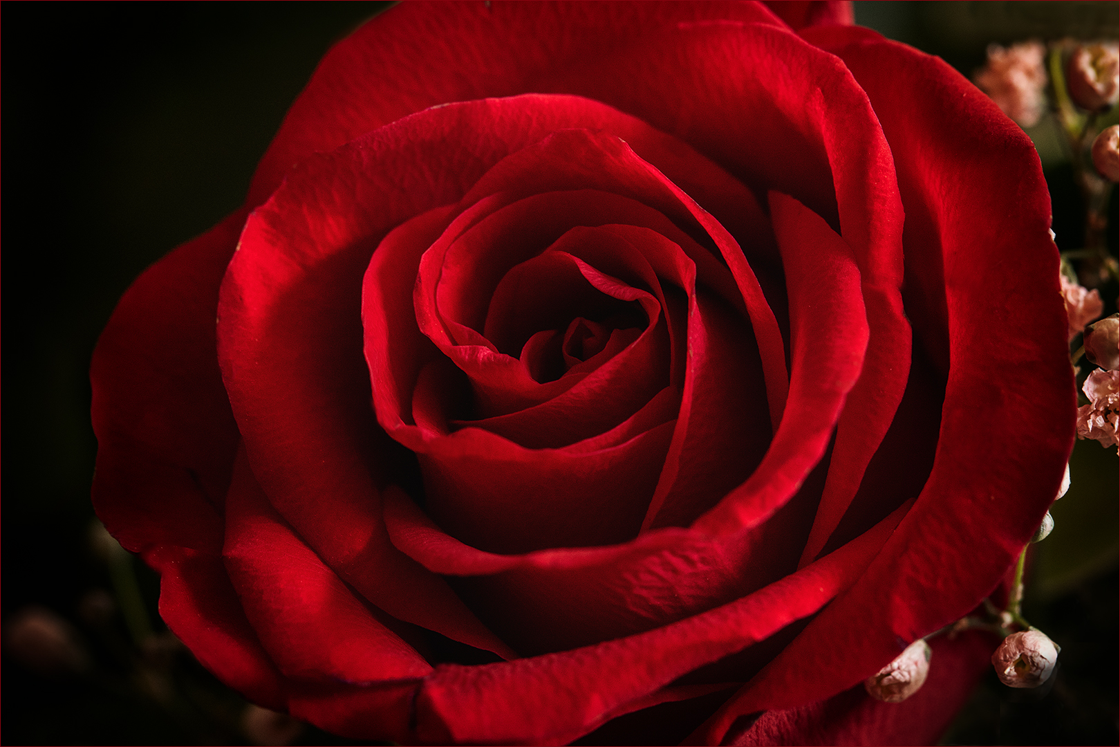 Eine Rose aus einem großen Strauß dunkelroter Rosen...