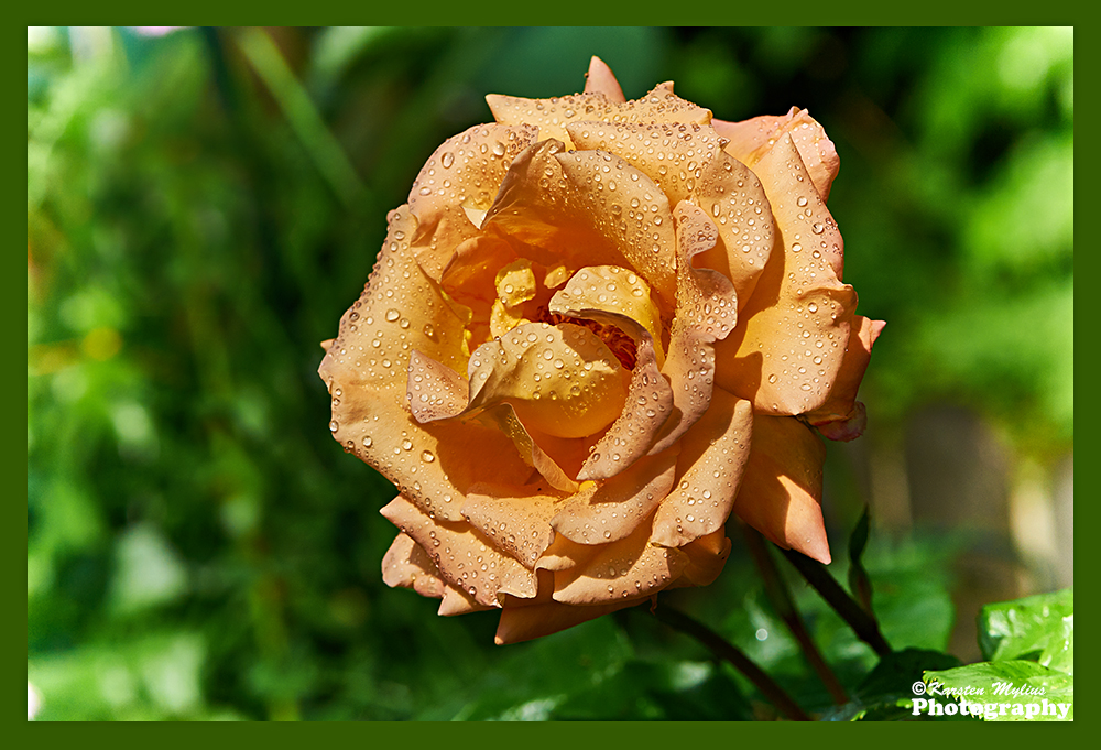 Eine Rose aus Glas