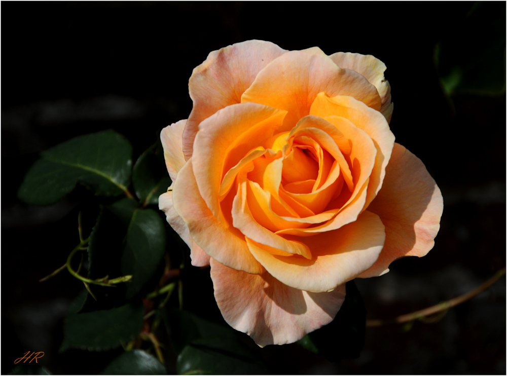 Eine Rose aus Leeds Gardens.