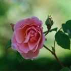 Eine Rose aus Madrid I