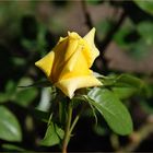 Eine Rose aus Madrid II
