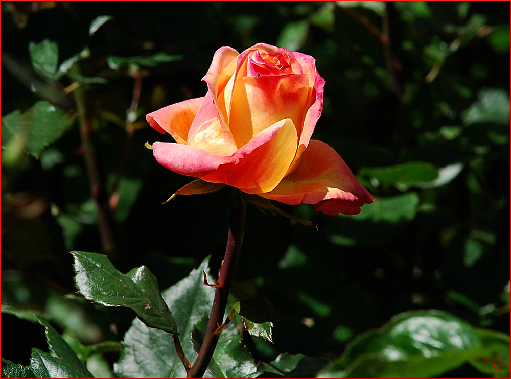 Eine Rose aus Madrid III