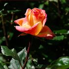 Eine Rose aus Madrid III
