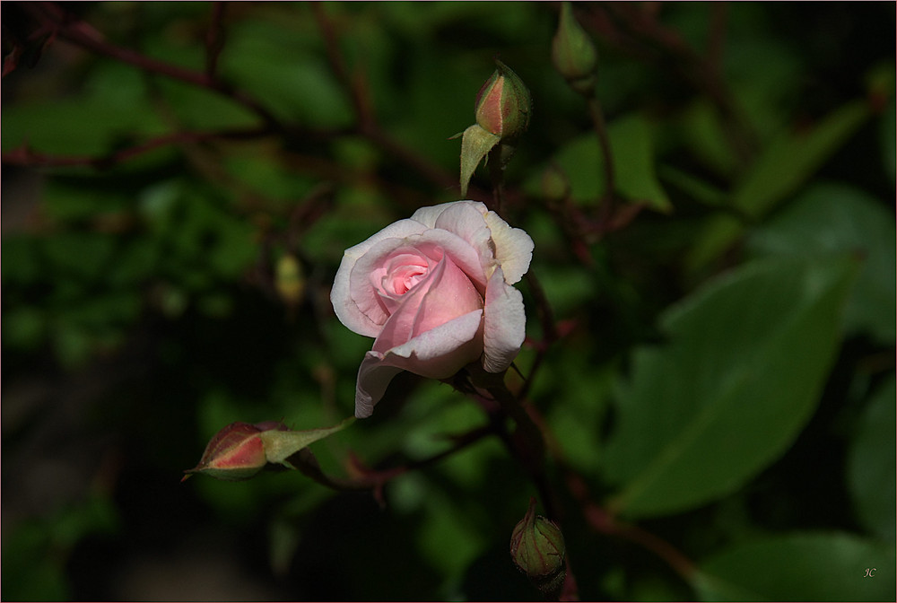 Eine Rose aus Madrid IV