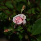 Eine Rose aus Madrid IV