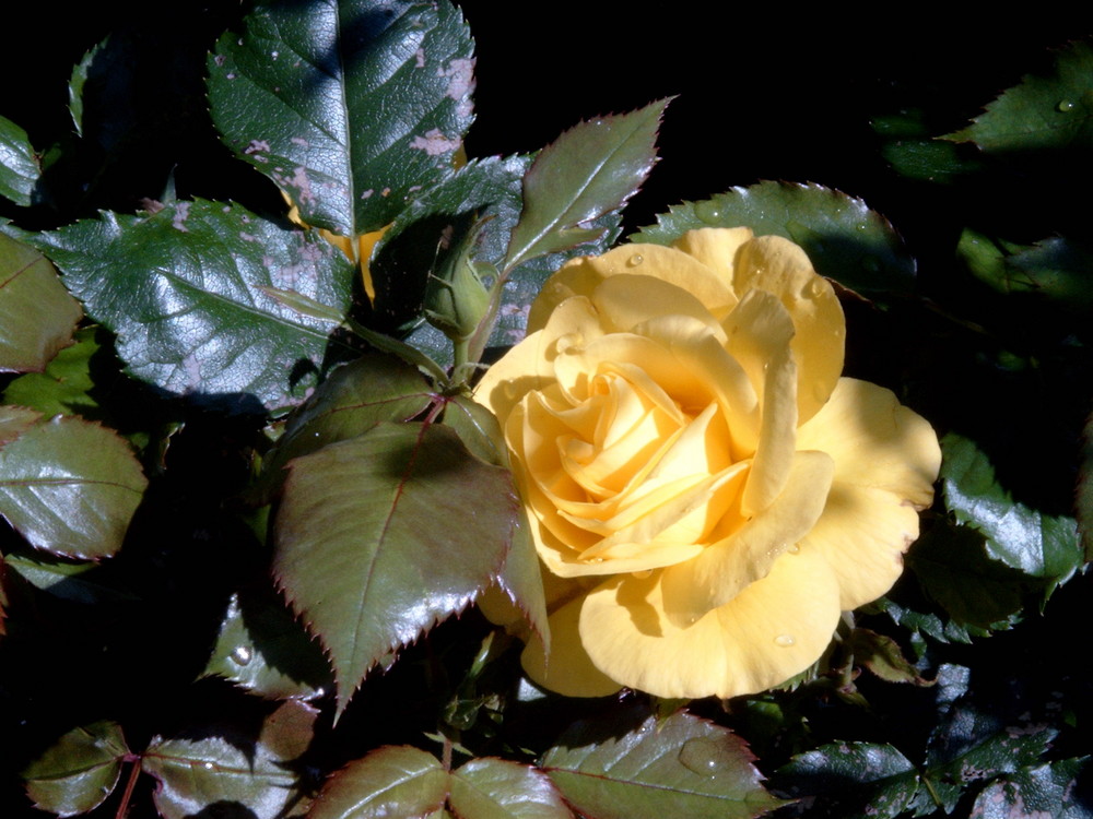 Eine Rose aus meinem Garten