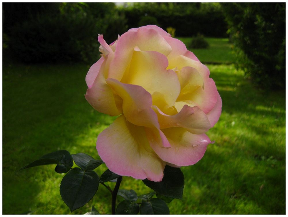 Eine Rose aus meinem Garten