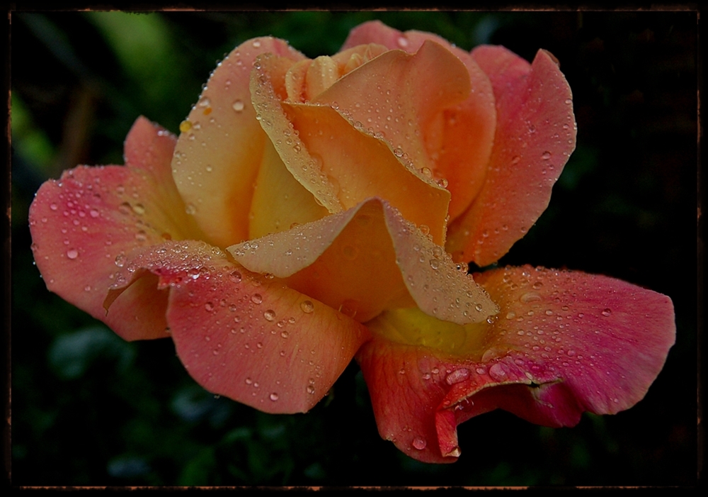 eine Rose aus meinem Garten