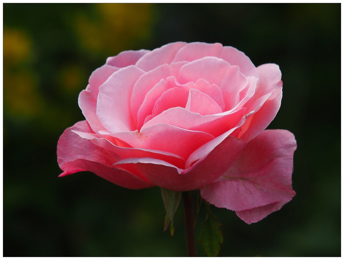 Eine Rose aus meinem Garten