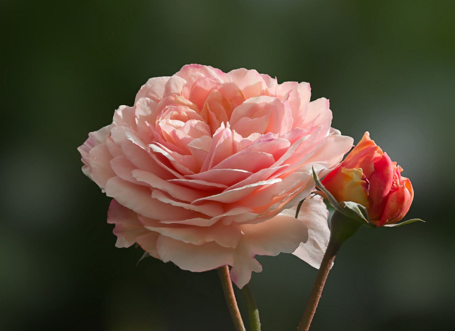 Eine Rose aus meinem Garten...