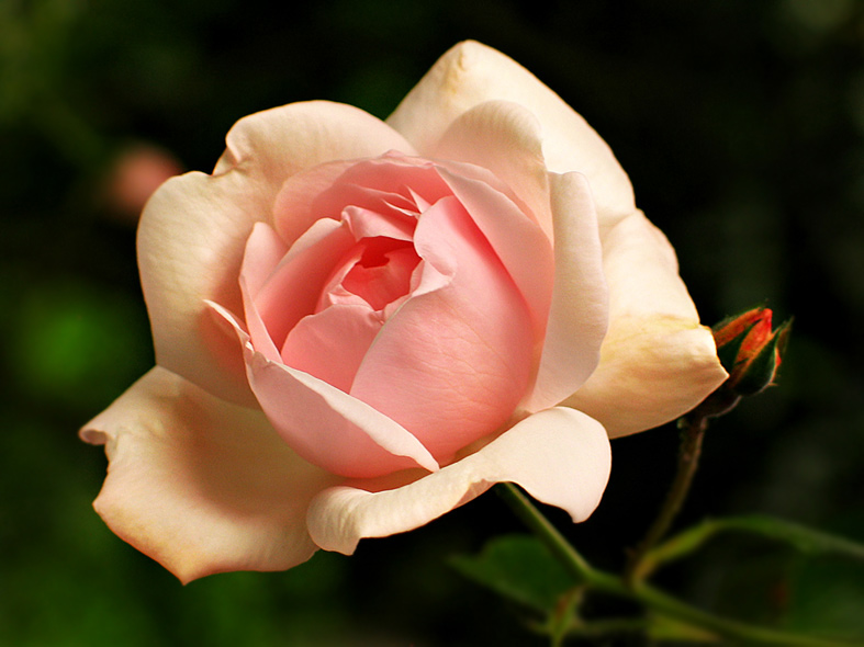 Eine Rose aus meinem Garten für die Liebe.