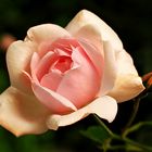 Eine Rose aus meinem Garten für die Liebe.