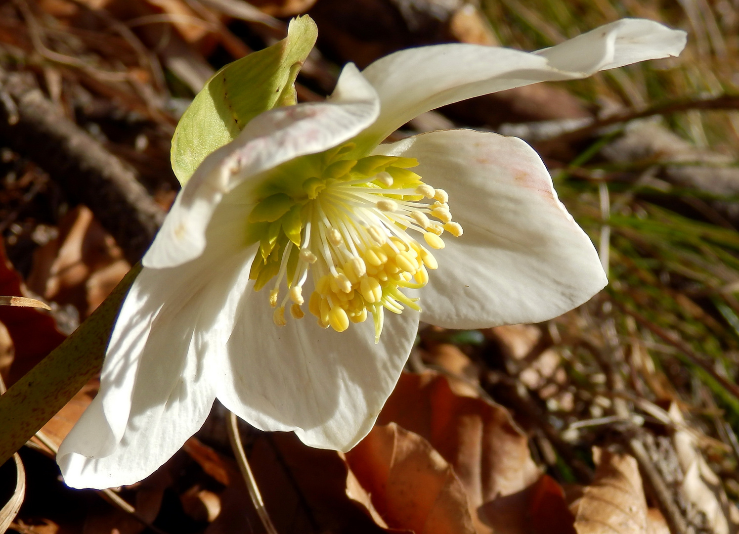 Eine Rose aus meinem Lieblingswald ...