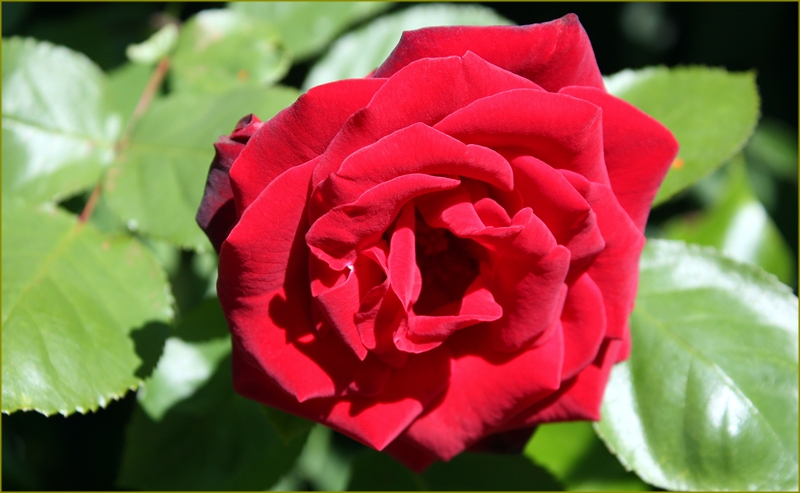 Eine Rose aus Nachbars Garten