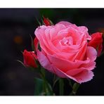 eine Rose aus unserem Garten....