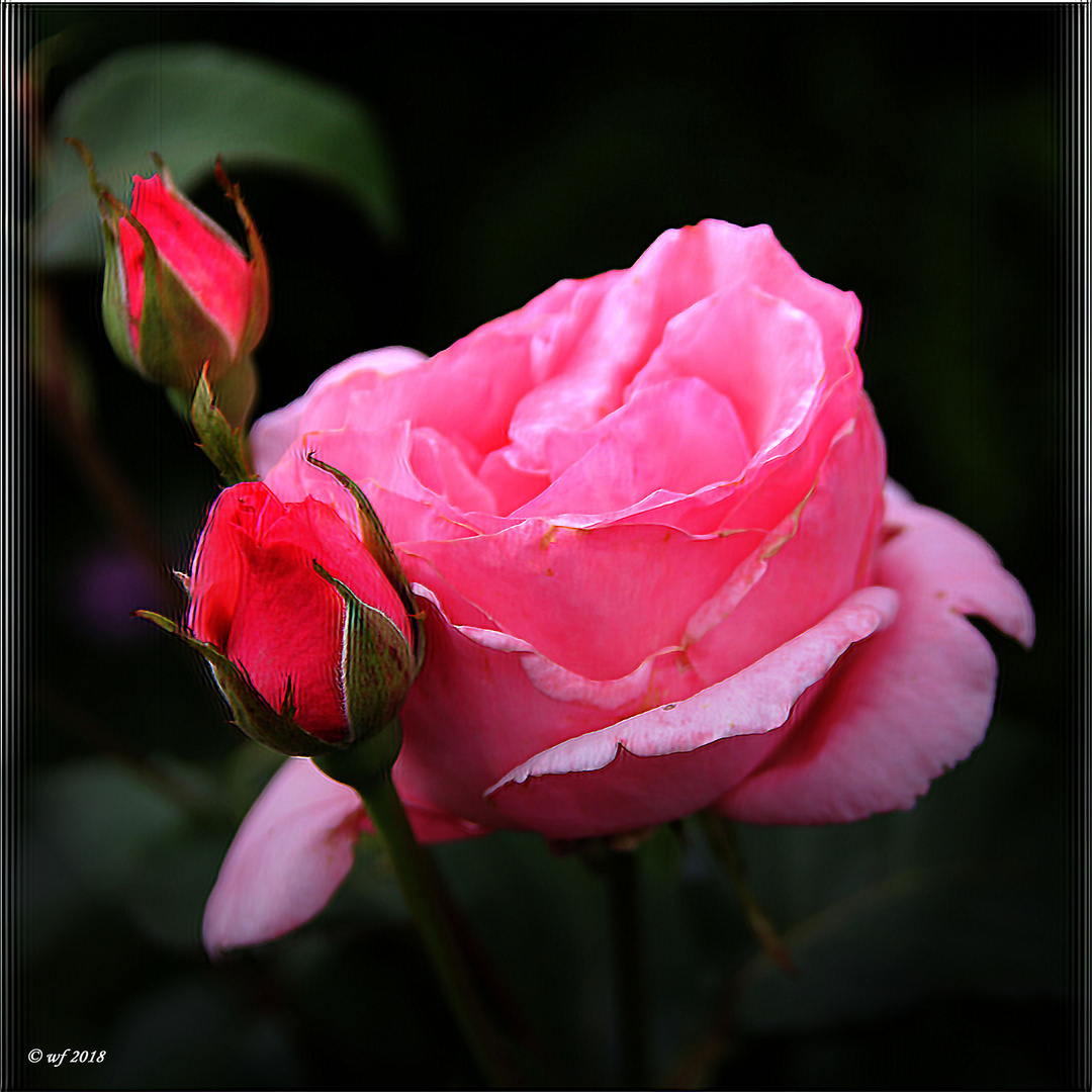 Eine Rose Foto & Bild pflanzen, pilze & flechten, blüten