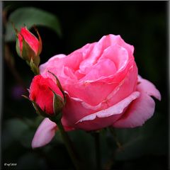 Eine Rose