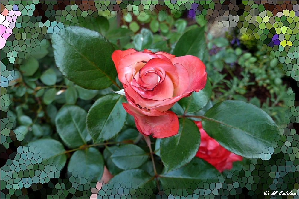 Eine Rose......