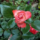 Eine Rose......