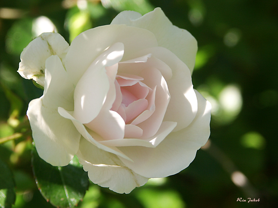 eine rose...................