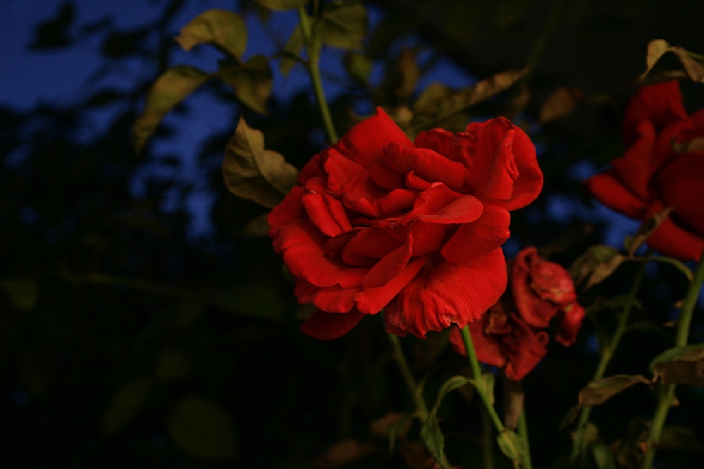 Eine Rose bei Nacht