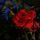 Eine Rose bei Nacht