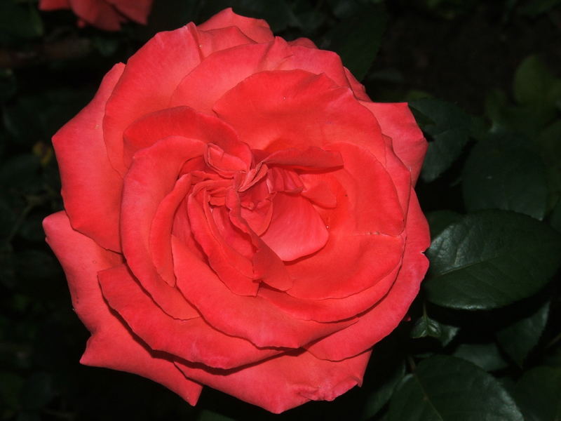 eine rose bei nacht