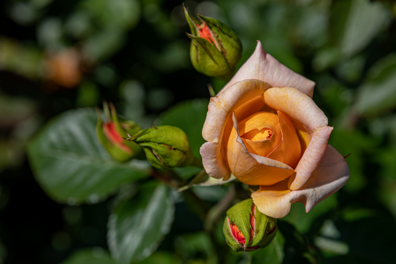 Eine Rose blüht ...