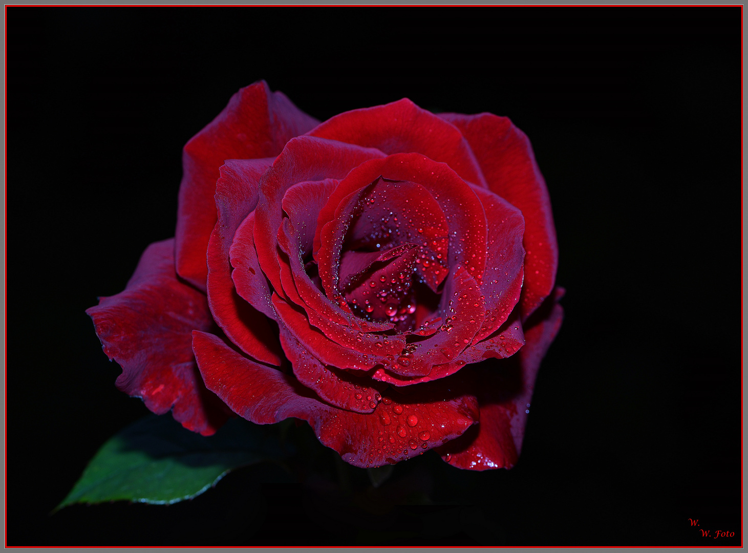 Eine Rose....