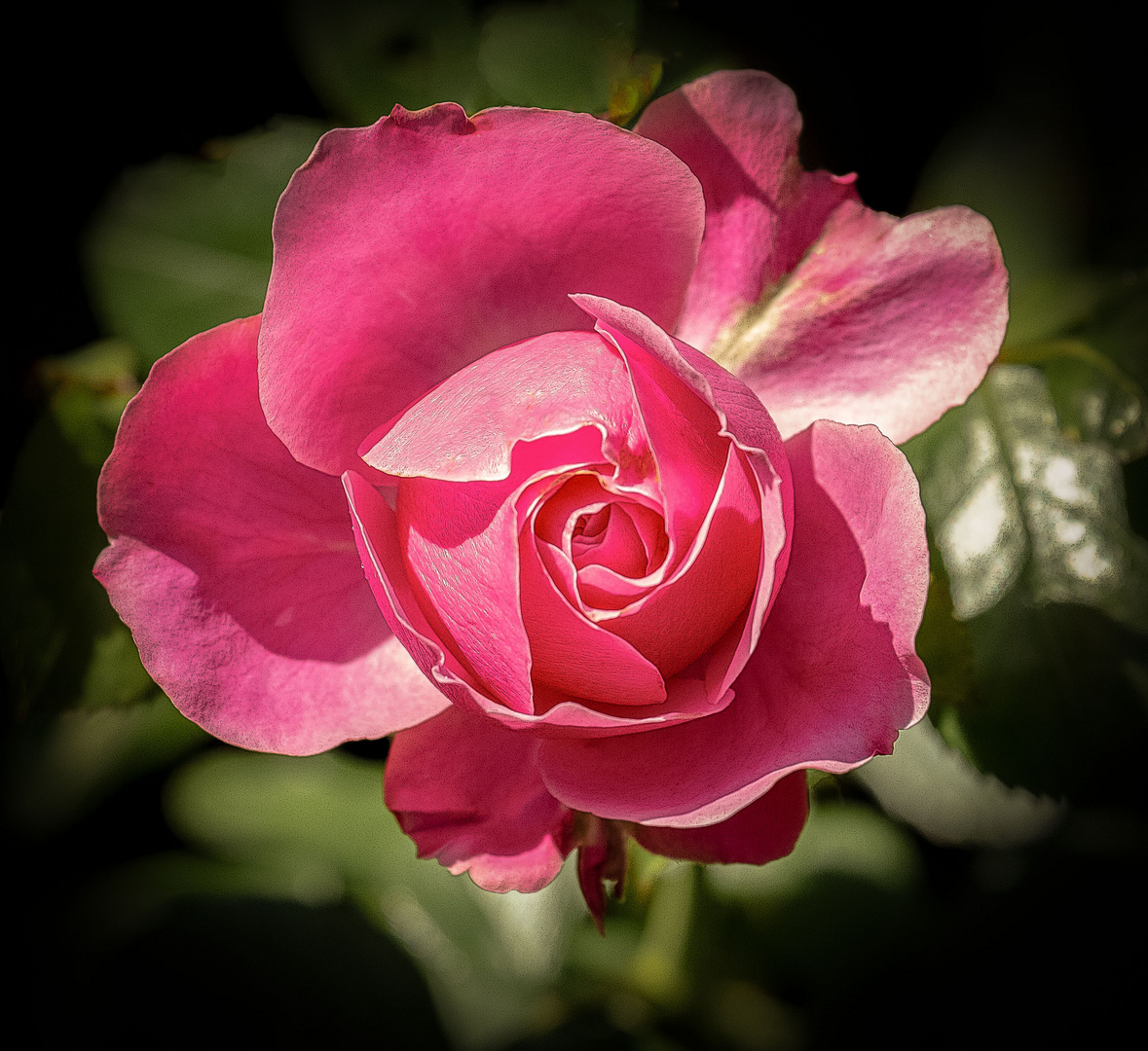 Eine Rose