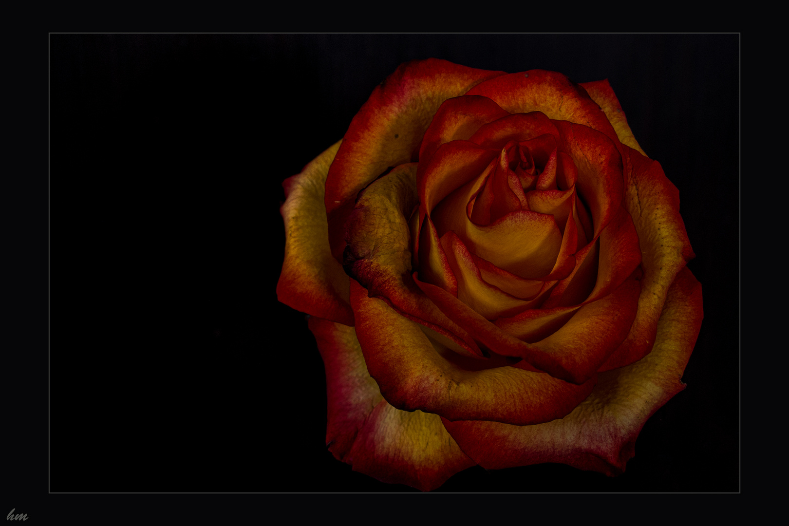 eine Rose