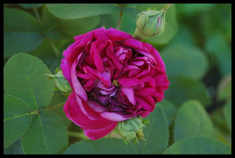 Eine Rose dessen Namen ich leider nicht kenne!