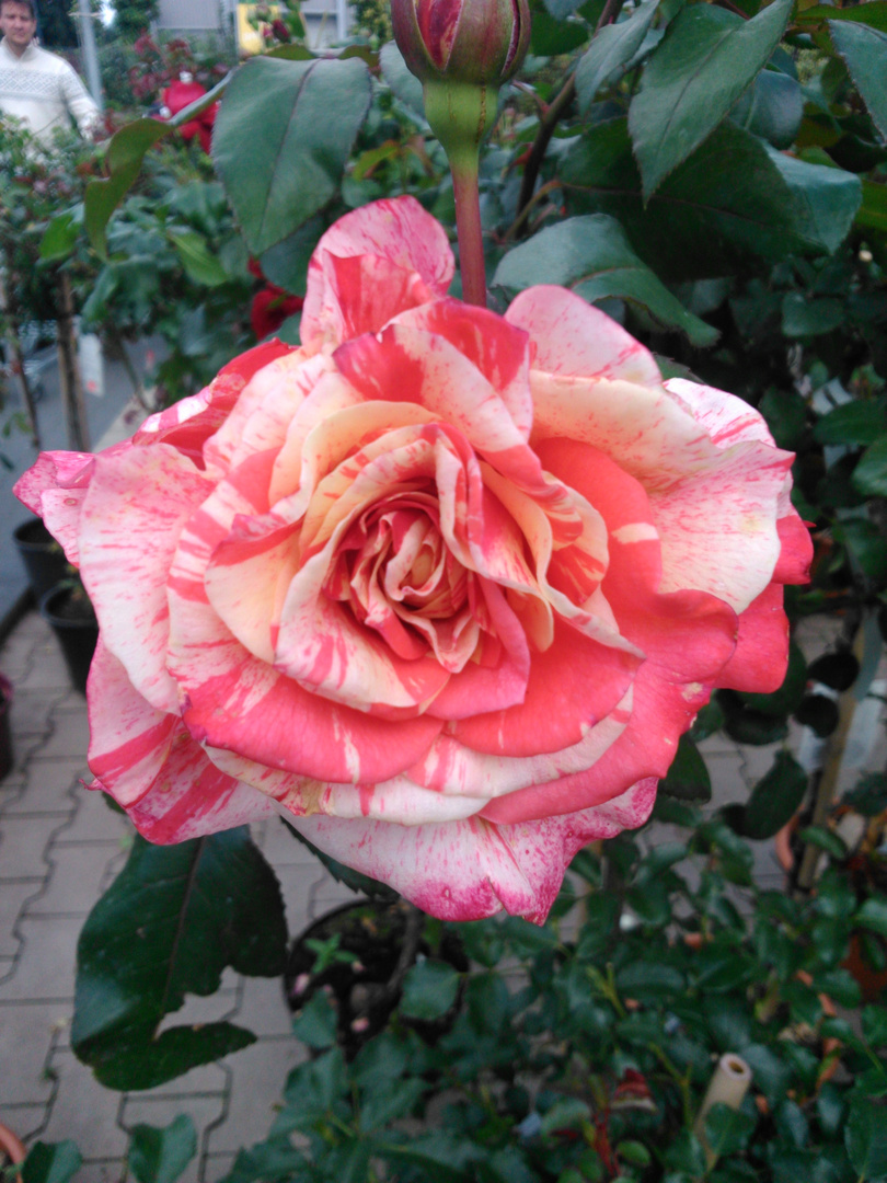 Eine Rose, die bewundert werden will