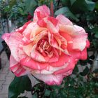 Eine Rose, die bewundert werden will