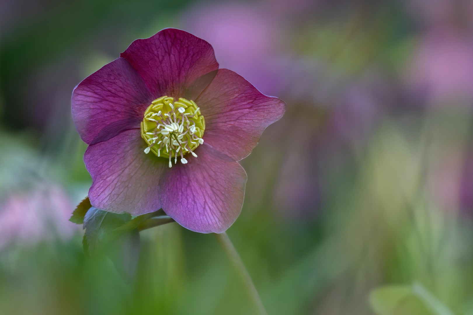 Eine Rose die nicht sticht