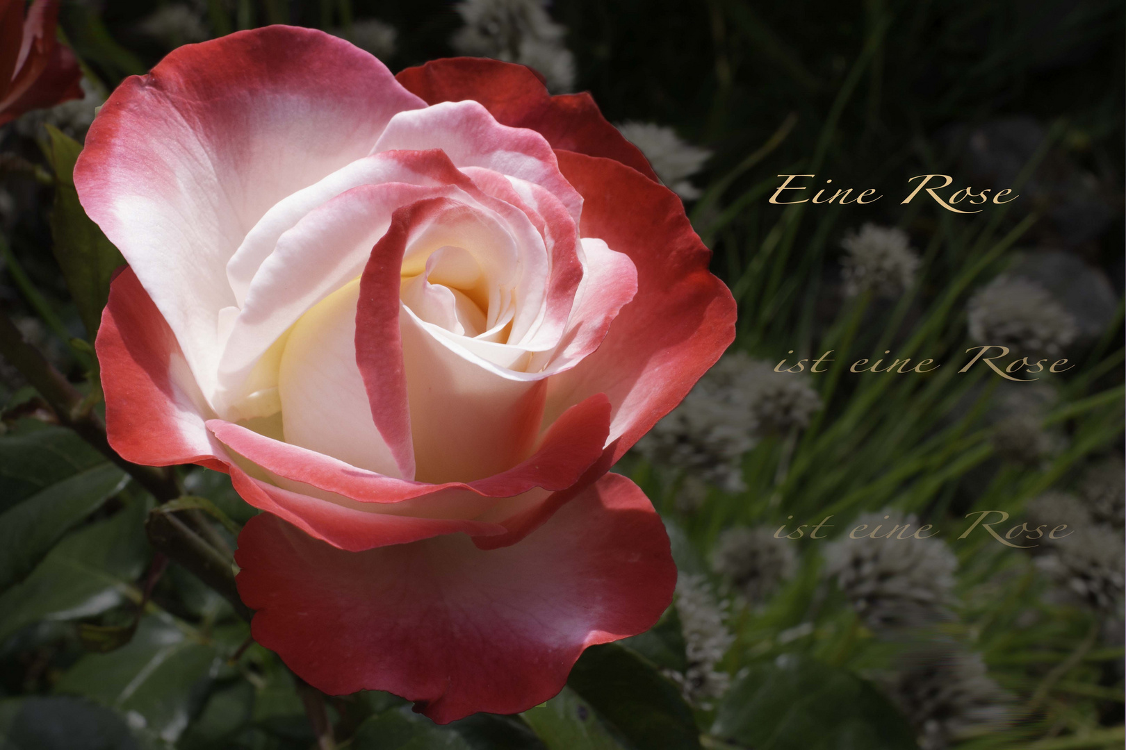 "Eine Rose.........."