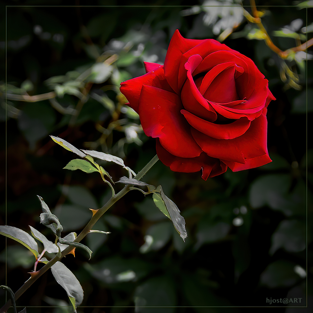 eine Rose ...