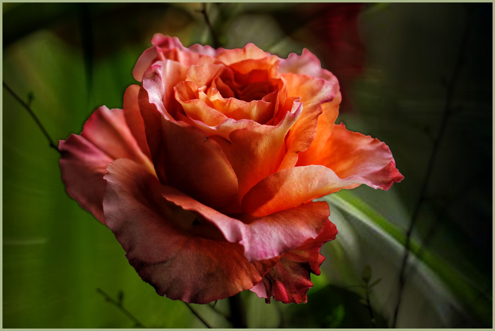 Eine Rose...