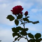 eine Rose