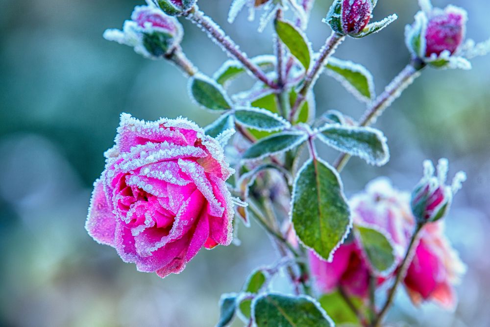 Eine Rose friert