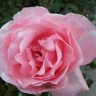 Eine Rose für alle