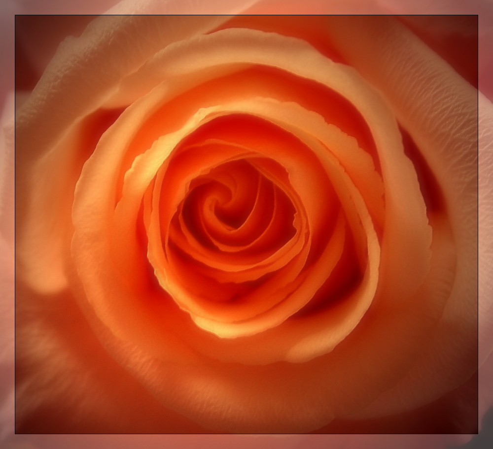 Eine Rose für alle ......
