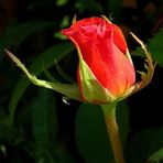 Eine Rose für alle Fc Freunde