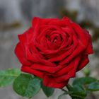 Eine Rose für Anna C.