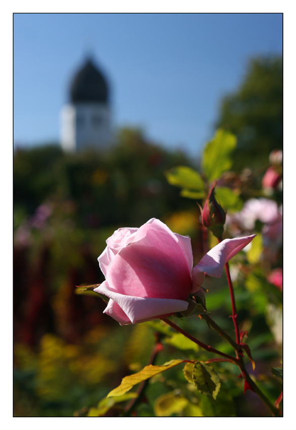 Eine Rose für den Campanile