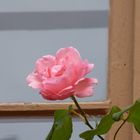 eine Rose für den Tag