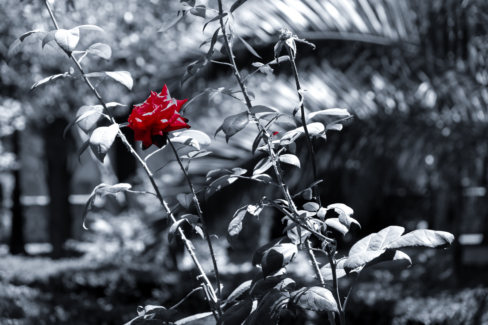 Eine Rose für dich @-,'--