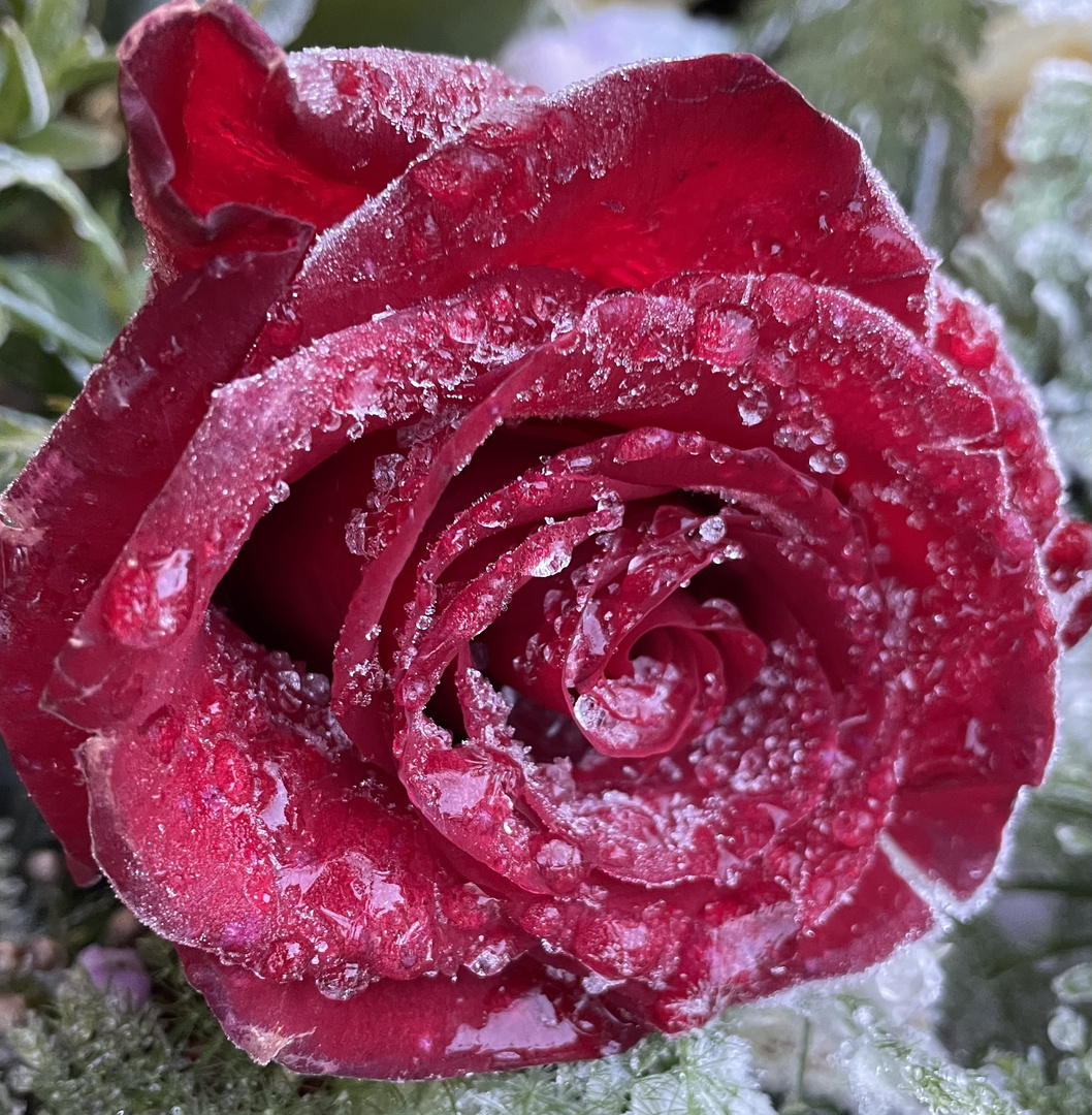 Eine Rose für Dich