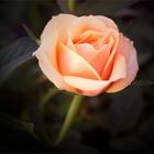 eine Rose für dich :-)