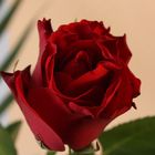 Eine Rose für dich.........